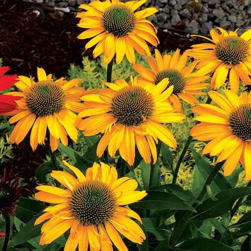 Jeżówka KISMET INTENSE YELLOW