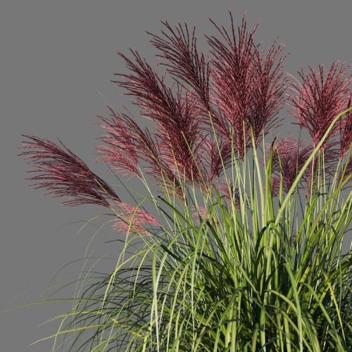 Miskant chiński ROTFEDER