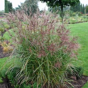 Miskant chiński SIOUX