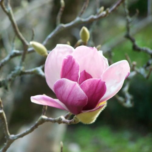 Magnolia RUSTICA RUBRA