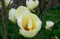 Magnolia YELLOW LANTERN