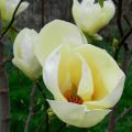 Magnolia YELLOW LANTERN