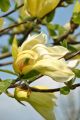 Magnolia YELLOW LANTERN