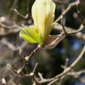 Magnolia YELLOW LANTERN