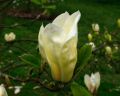 Magnolia YELLOW LANTERN
