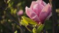 Magnolia LOMBARDY ROSE