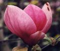 Magnolia LOMBARDY ROSE