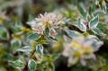 Abelia wielkokwiatowa Sparkling Silver
