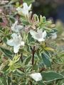 Abelia wielkokwiatowa Sparkling Silver