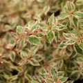 Abelia wielkokwiatowa Sparkling Silver