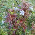 Abelia wielkokwiatowa Sparkling Silver