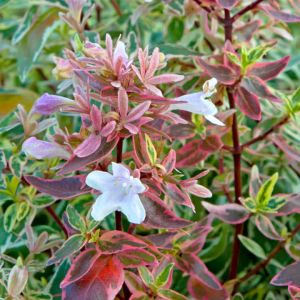 Abelia wielkokwiatowa Sparkling Silver