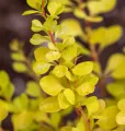 Berberys Thunberga AUREA