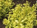 Berberys Thunberga AUREA