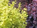 Berberys Thunberga AUREA NANA