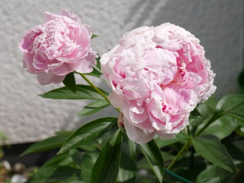 Piwonia chińska jasnoróżowa