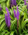 Liriope GOLD BANDED