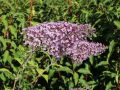 Budleja Dawida Guliwer