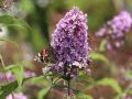 Budleja Dawida Guliwer