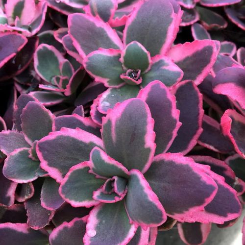 Rozchodnik  Sunsparkler Dream Dazzler