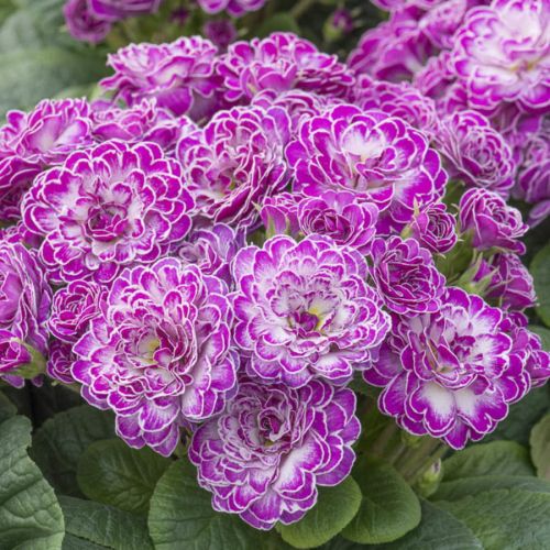 Pierwiosnek Belarina Candy Frost