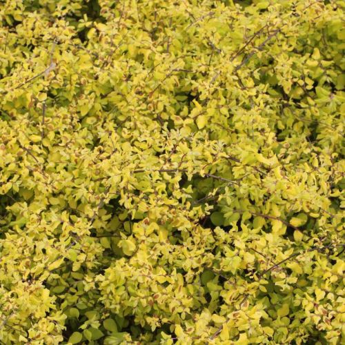 Śnieguliczka Brain de Soleil