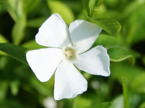 Barwinek Pospolity ELIZA