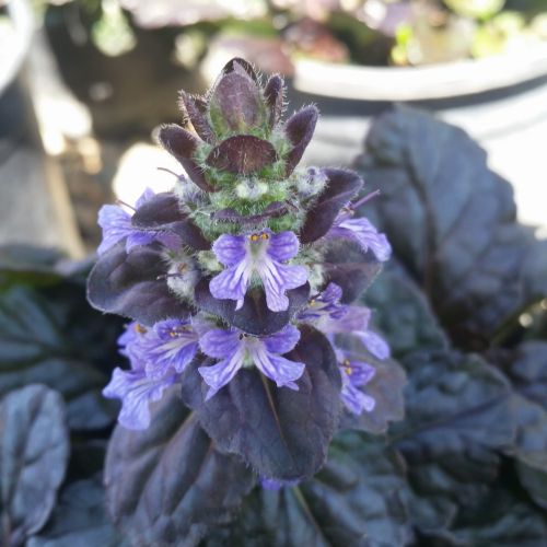 Dąbrówka Rozłogowa BLACK SCALOP