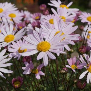 Złocień arktyczny ROSEUM