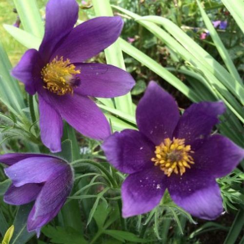 Sasanka Zwyczajna PULSAR VIOLET SHADES