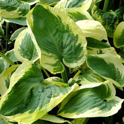 Funkia - HOSTA SNOW CAP