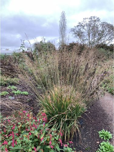 Trzęślica trzcinowata FONTANE
