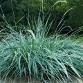 Trawa Wydmuchrzyca Piaskowa