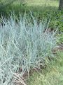 Trawa Wydmuchrzyca Piaskowa