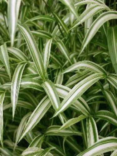 Bambus karłowy TSUBOI