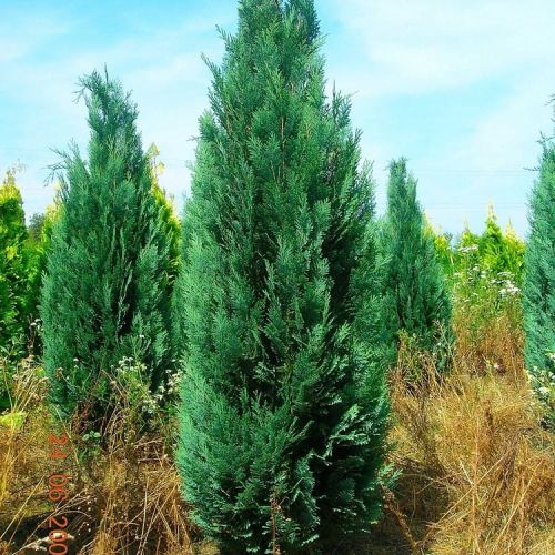 Cyprysik Lawsona COLUMNARIS