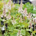 Tiarella IRON BUTERFLY