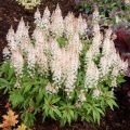Tiarella IRON BUTERFLY