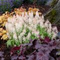 Tiarella IRON BUTERFLY