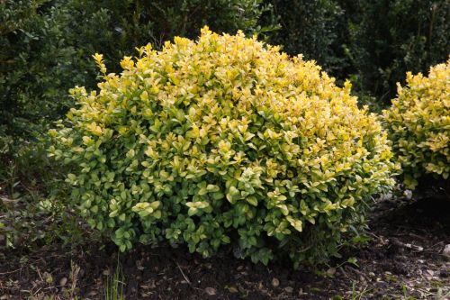 Bukszpan wieczniezielony 'Aureovariegata'