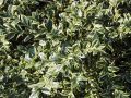 Bukszpan wieczniezielony 'Aureovariegata'