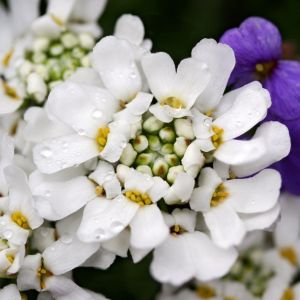 Ubiorek Wiecznie Zielony TAHOE