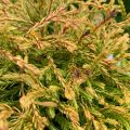 Thuja GOLDEN TUFFET