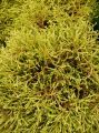 Thuja GOLDEN TUFFET