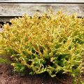 Thuja GOLDEN TUFFET