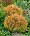 Thuja GOLDEN TUFFET