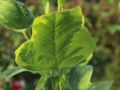 Tulipanowiec Amerykański AUREOMARGINATUM