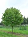 Platan Kulisty ALPHEN'S GLOBE