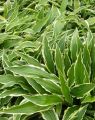 Funkia - HOSTA STILETTO