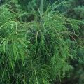 Thuja FILIFORMIS